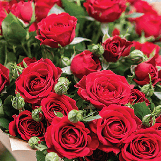 red rose Bouquet