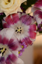 luxury rose, Lilies and Tulips pink flower box